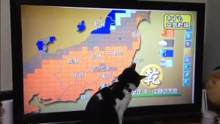 The Weather Forecast Cat