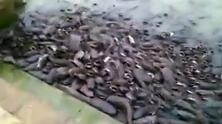Thousands of fish - feed them bread - India