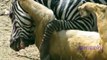 Animals Attacks On Lion Buffalo vs Lion vs zebra Animal attack. Nature & Wildlife compilation
