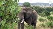 Un éléphant a agi comme un pacificateur lors d'une dispute entre deux autruches
