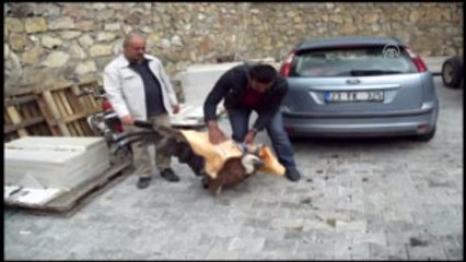 Akbaba Avcıların Hedefi Oldu