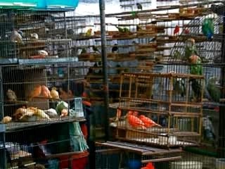 Marché d' oiseaux montevideo