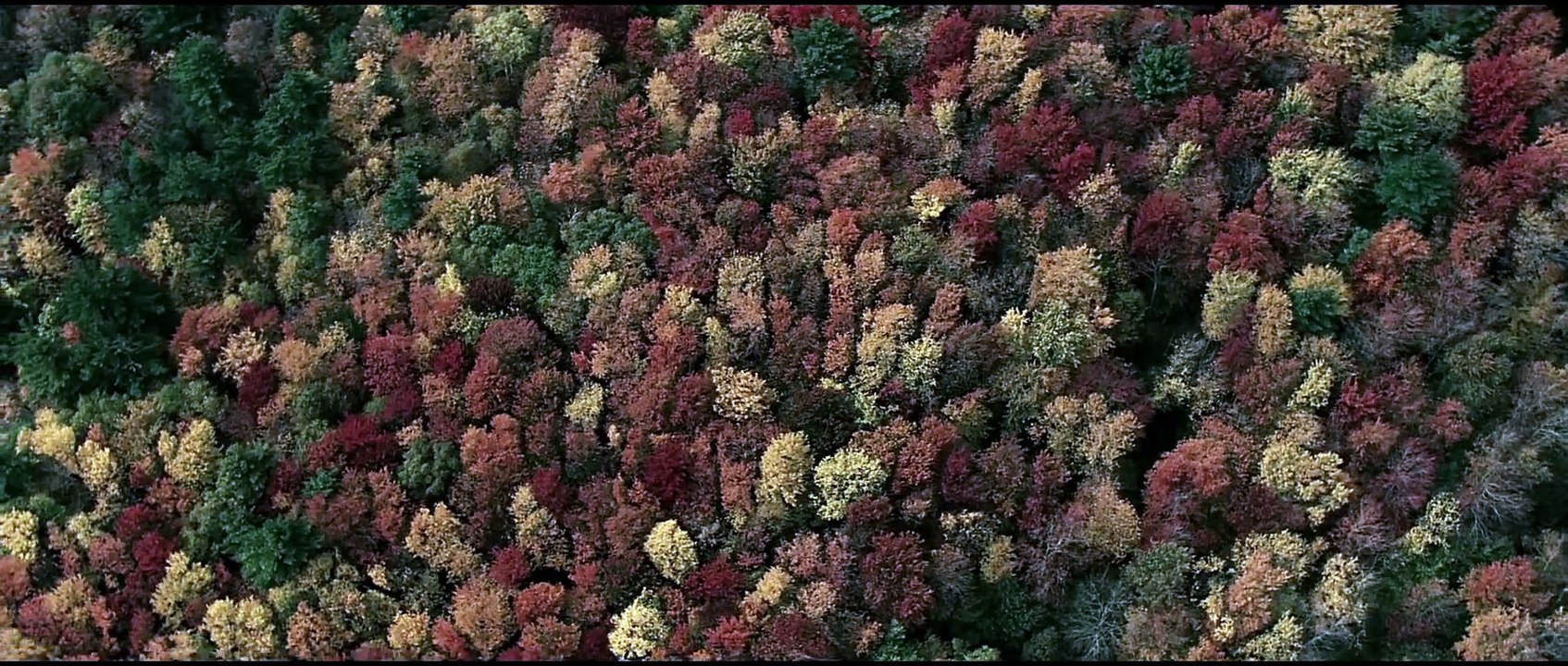 BACKCOUNTRY Trailer (2015)