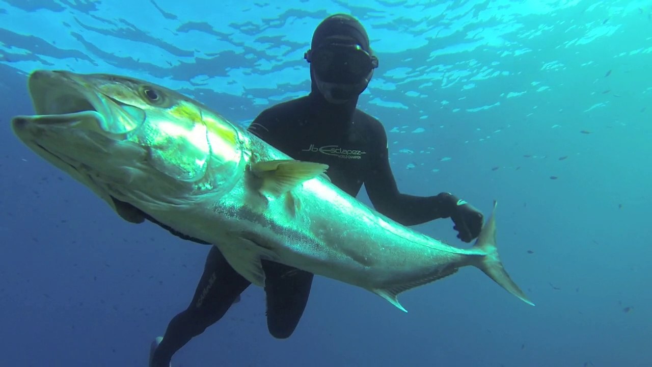 Chasse sous marine seriole - Spearfishing amberjack