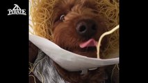 Ce chien adore les spaghettis