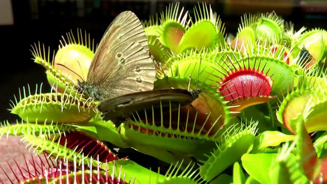 Ces insectes se font bouffer par des plantes carnivores !