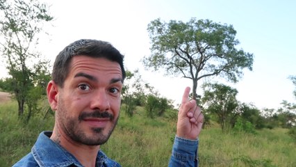 Parc Kruger ou comment se retrouver coincé avec des lions en pleine nuit !