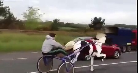 Crazy Horse Race On Highway