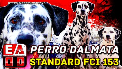 DALMATA O DALMATIANS - PERROD DE CAZA DE COMPAÑIA Y DE FAMILIA - FCI 153