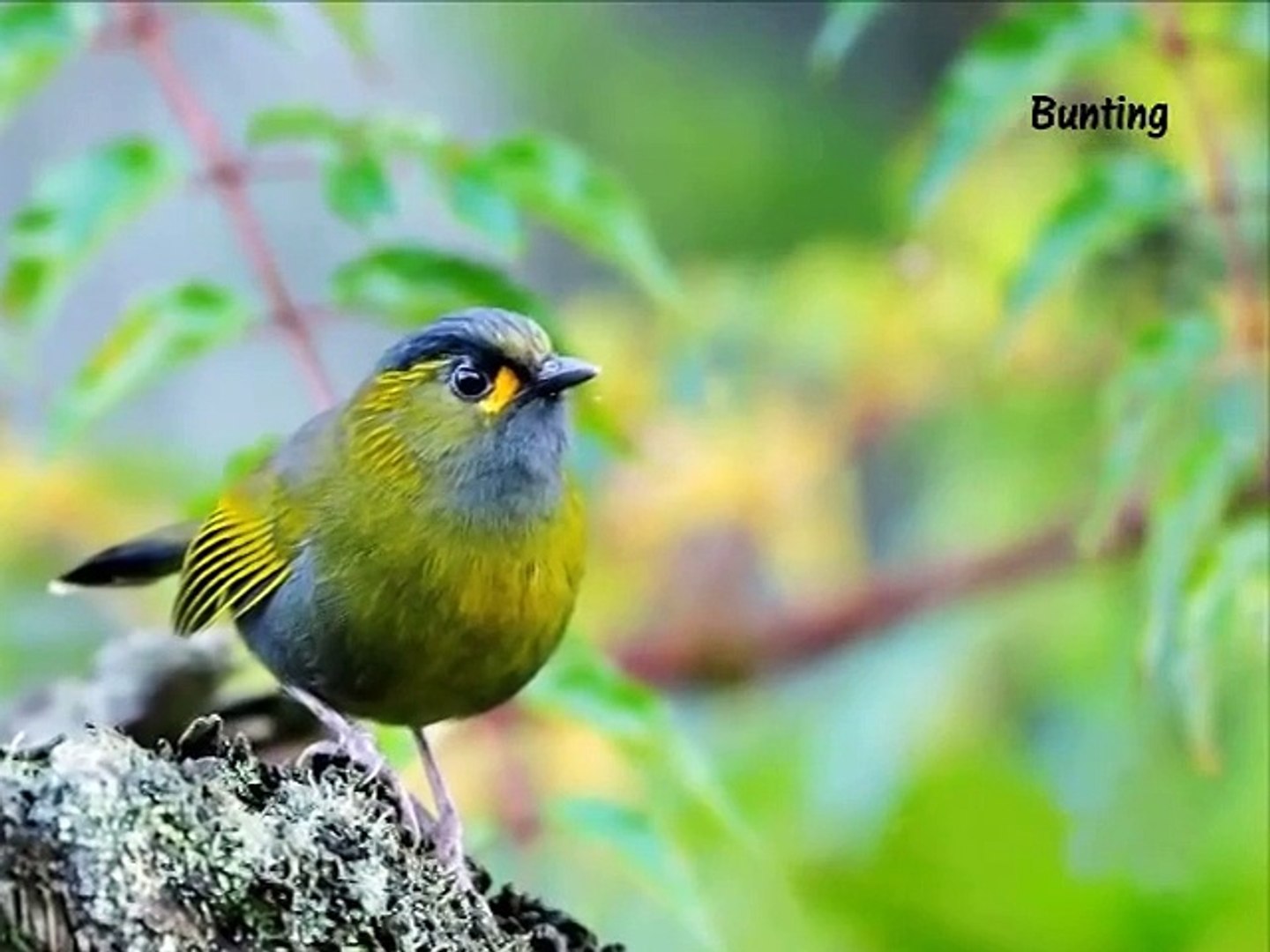 ⁣Beautiful Exotic Birds with Bird Sounds