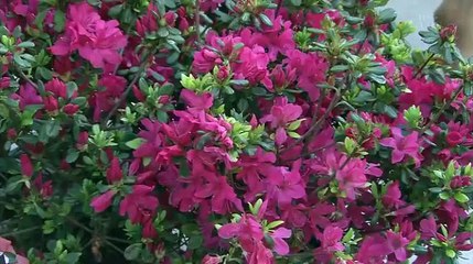 おんな酒場放浪記 「経堂・赤ちょうちん太郎」 万波奈穂 2016年04月01日 160401