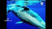 La explicacion de Nuria piera sobre el macabro juego de la ballena azul que sigue cobrando vidas