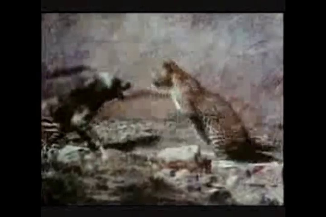 Top 10 Animal Combats