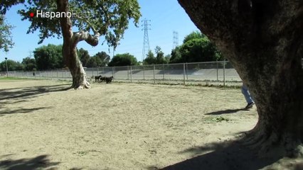 Vea el peor error que pudo cometer una ardilla