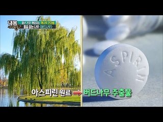 버드나무가 통증을 잡아준다! [내 몸 사용설명서] 105회 20160603
