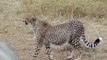 Cheetahs Watch Antelope On The Masai Mara, Kenya, Africa