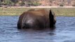 Elephant swims across the Chobe River! Botswana, Africa