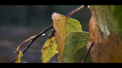 Nature Film - I skuggan av allt annat