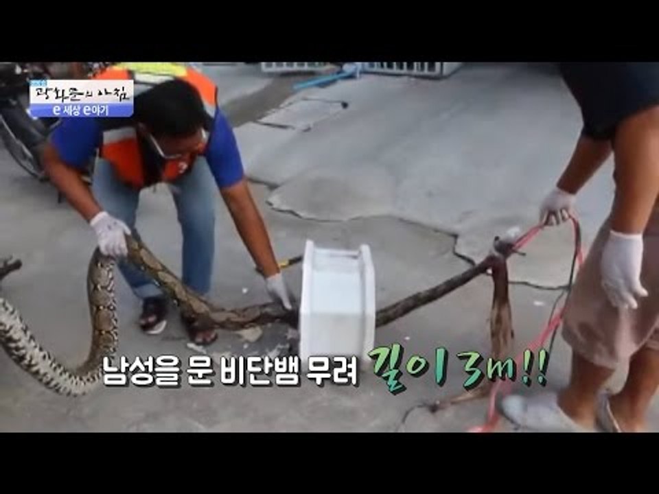 소변 보다 비단뱀에게 소중한 곳을... [광화문의 아침] 243회 20160531