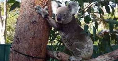 Old Koala Tries to Climb Tree After 9 Weeks of Recovery and Acupuncture
