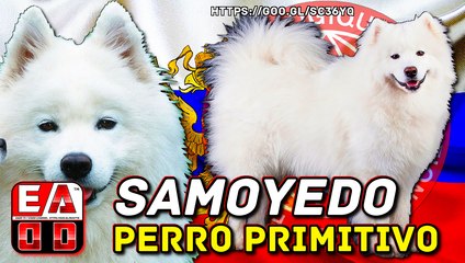 SAMOYEDO - PERRO DE TRINEO TIPO SPITZ Y TIPO PTIMITIVO - FCI  212
