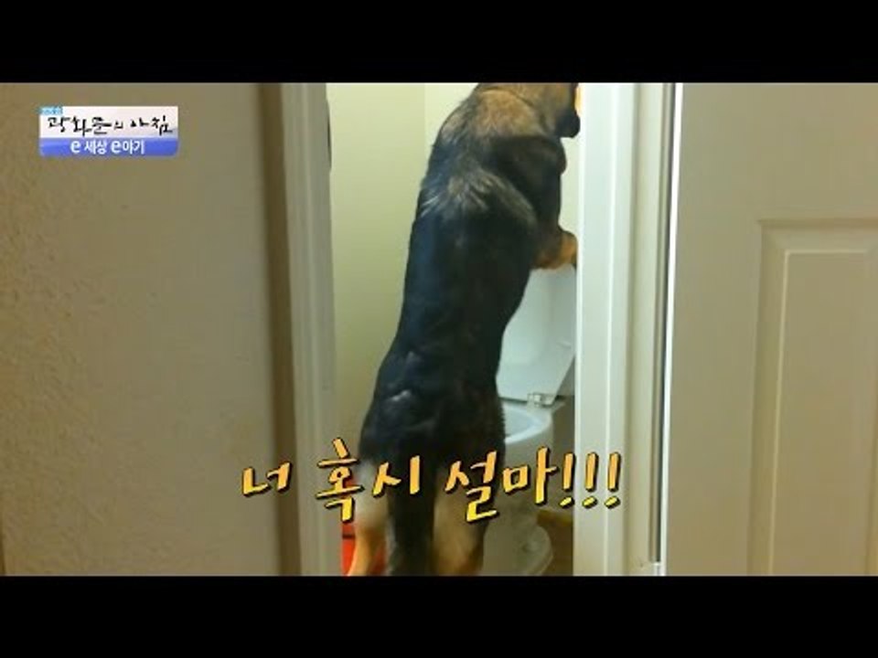 서서 볼일 보는 셰퍼드? 사람 같은 동물들! [광화문의 아침] 242회 20160530