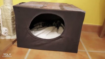 Fabriquer une maison pour chat en carton-SyRSqJZFuEg