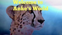 Animals, Adventure, Nature and Travel- welcome to Anke's world-TnjdDxWIXc8