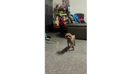 Funny Dog Tries To Walk In Baby Shoes (Storyful, Dogs)