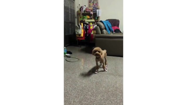 Funny Dog Tries To Walk In Baby Shoes (Storyful, Dogs)