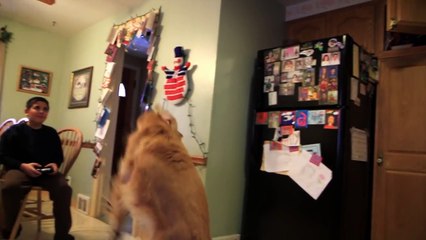 Funny Dog vs. Helicopter