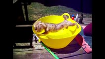 Funny Dogs Just Don't Want to Bath - 2016 Compilation - [NEW HD]