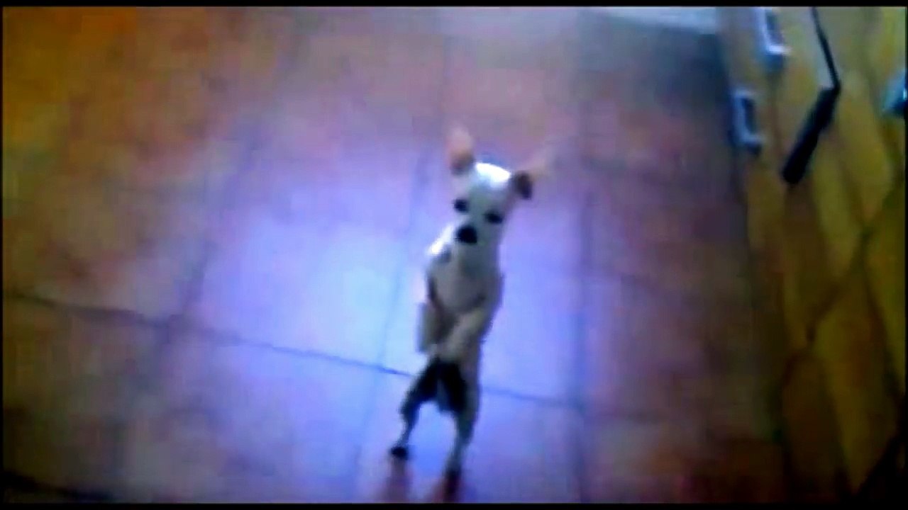 Funny DOGS love to DANCE to Music! Best Dancing Dog Compilation EVER