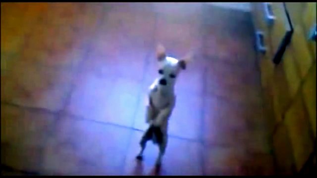 Funny DOGS love to DANCE to Music! Best Dancing Dog Compilation EVER