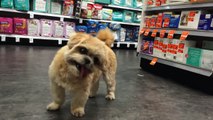 Marnie the Dog-- Duane Reade Adventure