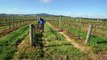 Climate change battle heats alian winemakers