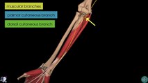 Ulnar Nerve _ 3D Anatomy Tutorial-2017