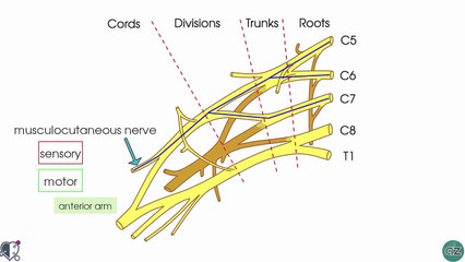 Musculocutaneous Nerve _ 3D Anatomy Tutorial-2017