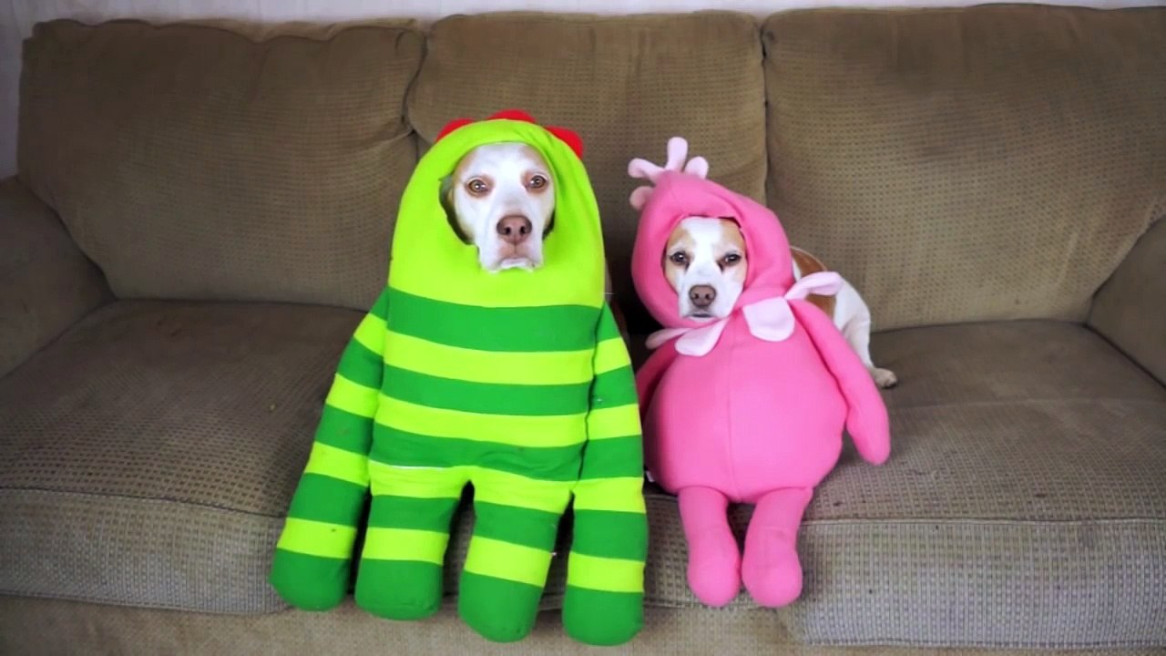 17 Dog Costumes for Halloween- Funny Dogs Maymo & Penny