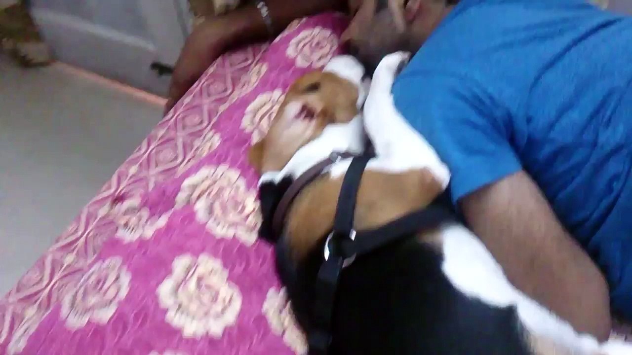 Cute Beagle dogs waking up his owner - Funny dog compilation