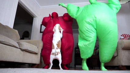 Dog Gets Surprise Dance Party w-Chub Suit Men (Nic Cage)- Funny Dog Maymo