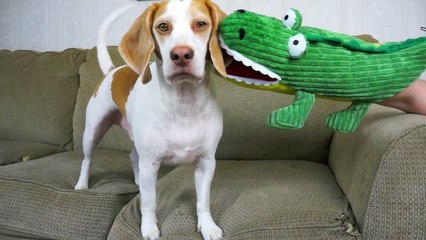 Dog Has Hilarious Reaction to Alligator Puppet- Funny Dog Maymo