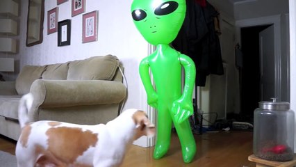 Dog Pranked with Alien- Funny Dog Maymo