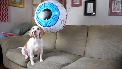 Dog Spooked by Giant Eyeball- Funny Dog Maymo