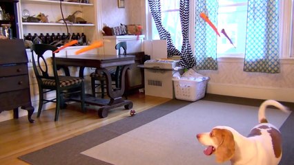 Dog vs. Flying Carrots- Funny Dog Maymo