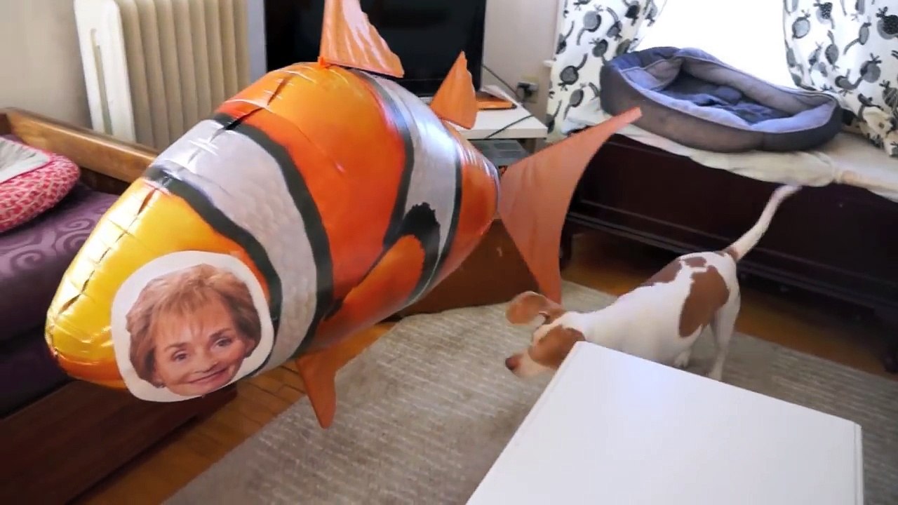 Dog vs. Judge Judy Balloon- Funny Dog Maymo