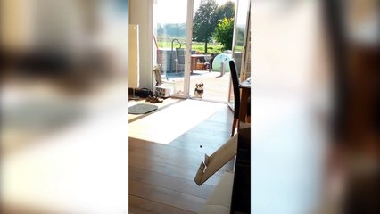 Dog Won't Go Through Imaginary Door - Funny Dog Fails