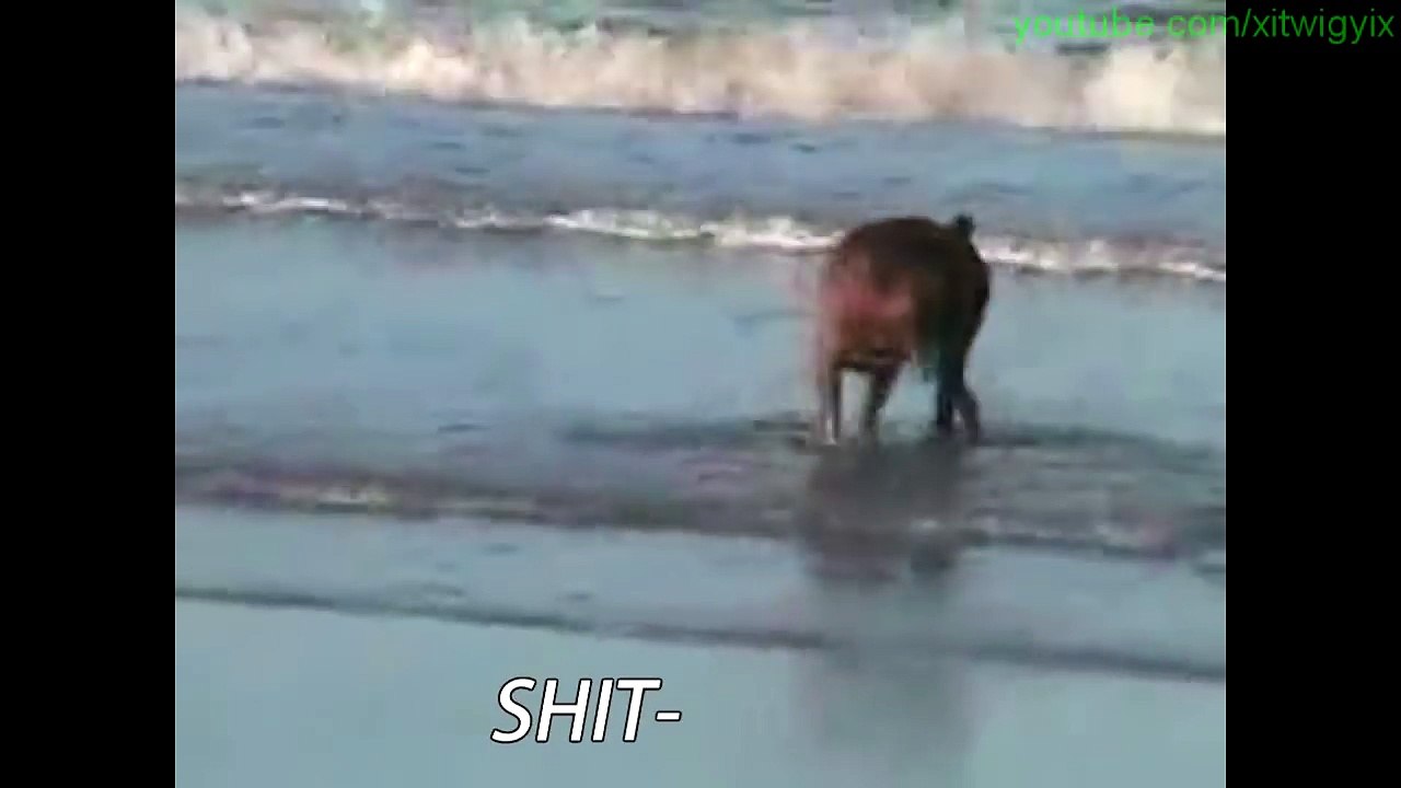 Dog Won't Listen To Owner (Funny Subtitle Version)