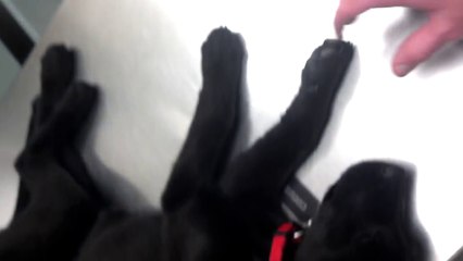 Funny Dog - Puppy Plays Dead at the Vet