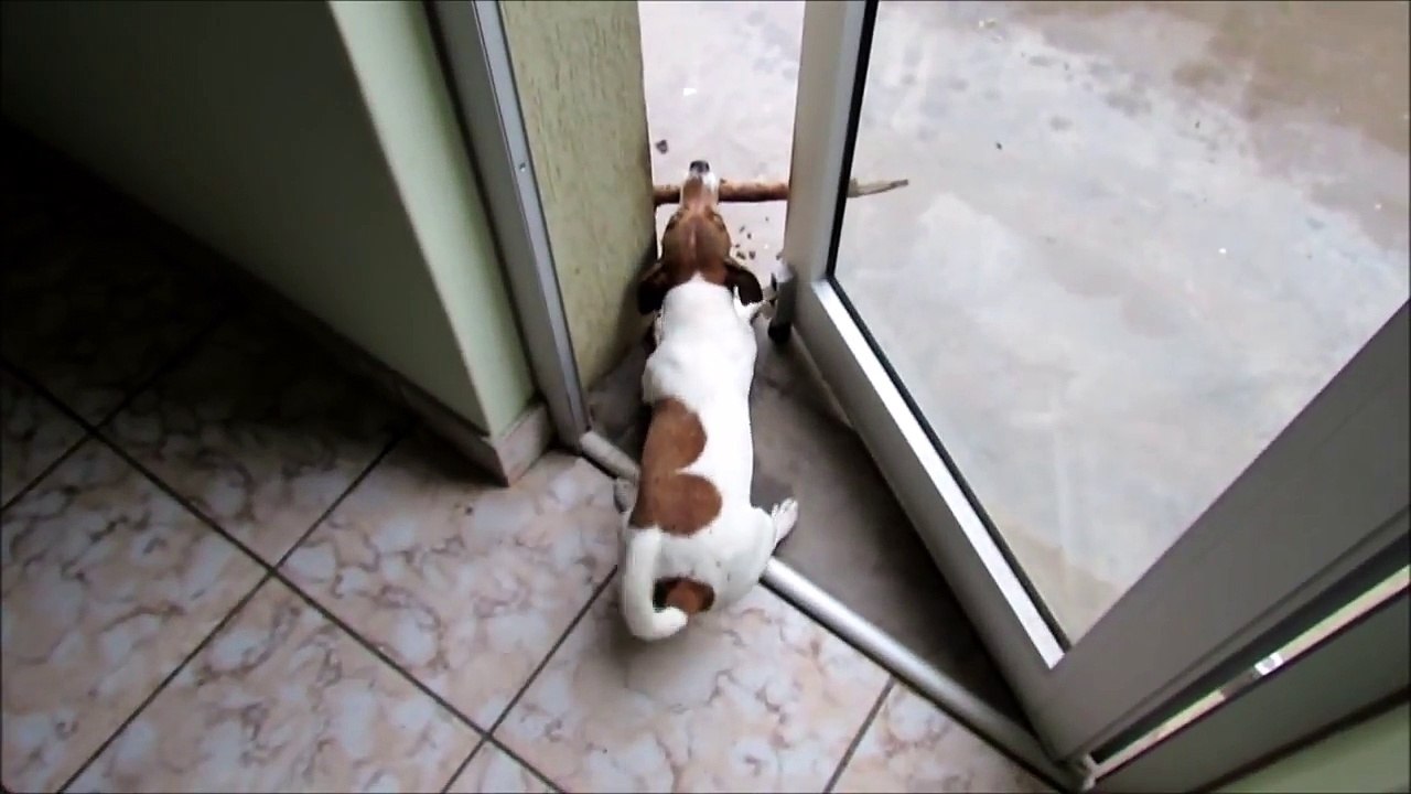 Funny Dog Compilation 2017 (Super Funny!)
